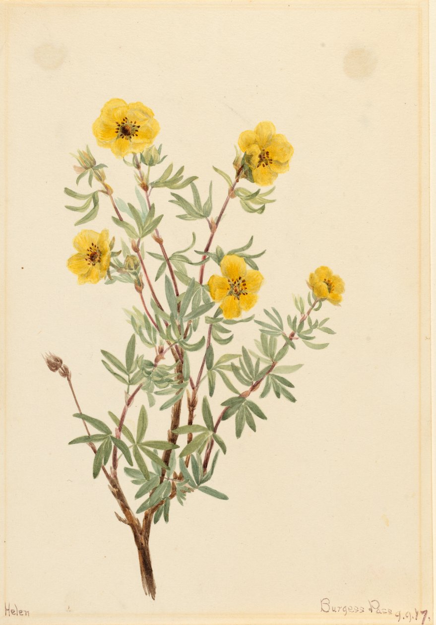 Cinquefoil cespuglio Potentilla fruticosa, 1917 da Mary Vaux Walcott