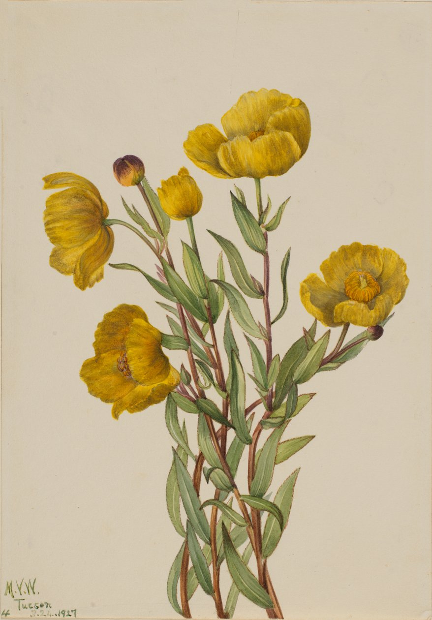 Papavero cespuglioso Dendromecon rigidum da Mary Vaux Walcott