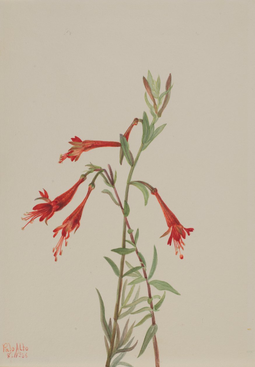 Fucsia della California Zauschneria californica da Mary Vaux Walcott