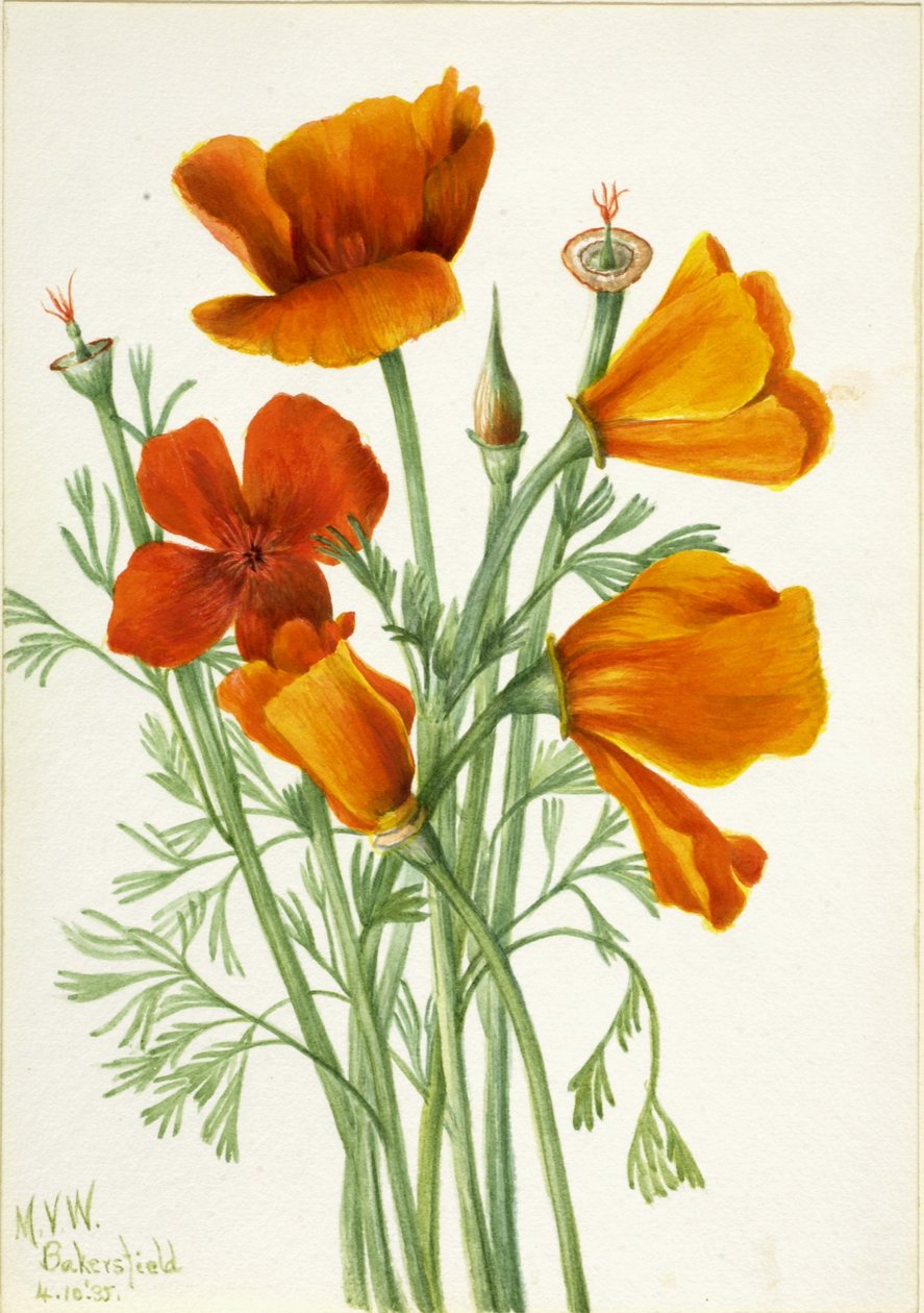 California Poppy (Eschscholtzia californica) da Mary Vaux Walcott
