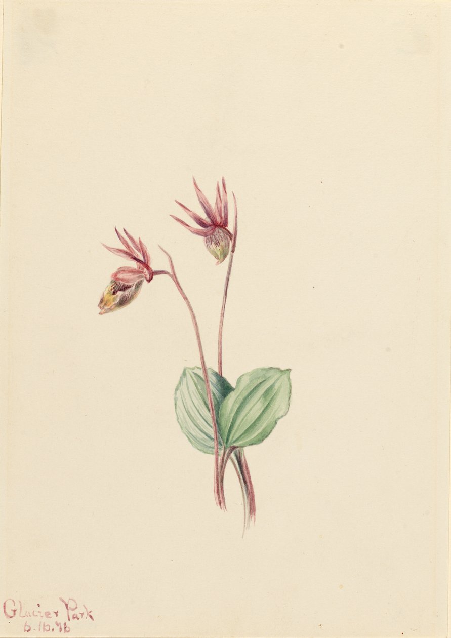 Calypso (Cytherea bulbosa) da Mary Vaux Walcott
