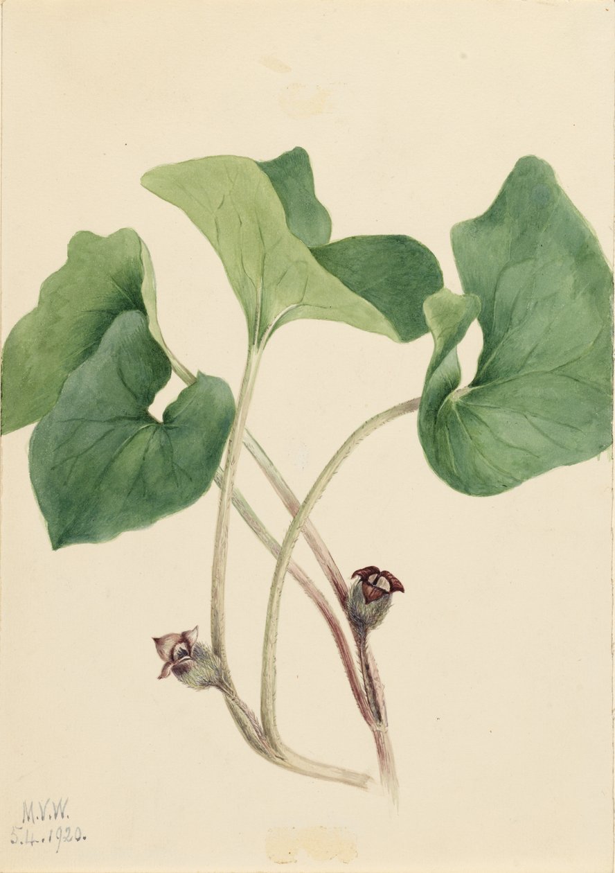 Zenzero selvatico del Canada (Asarum canadense) da Mary Vaux Walcott