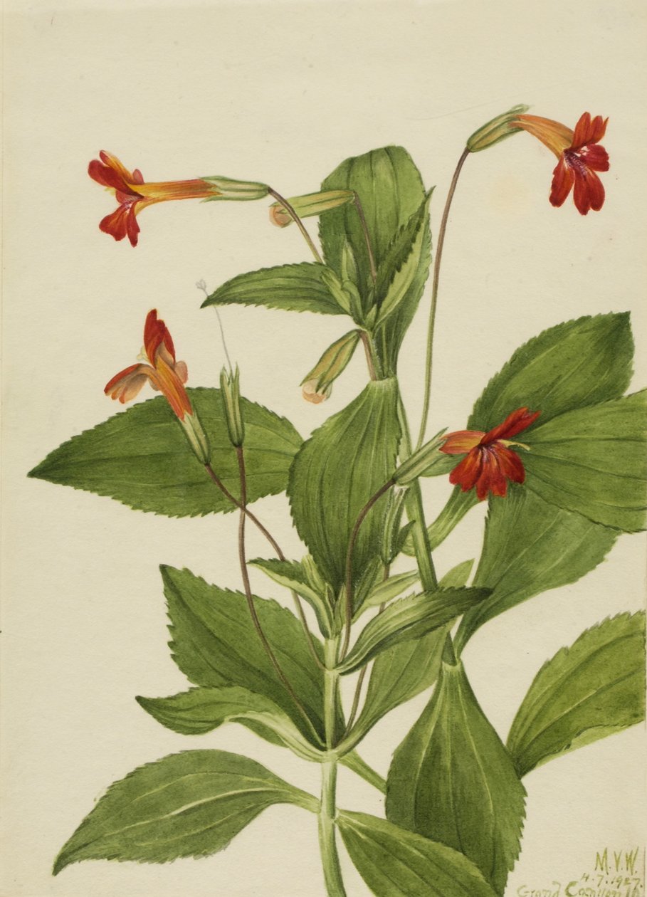 Fiore di scimmia cardinale (Mimulus cardinalis) da Mary Vaux Walcott