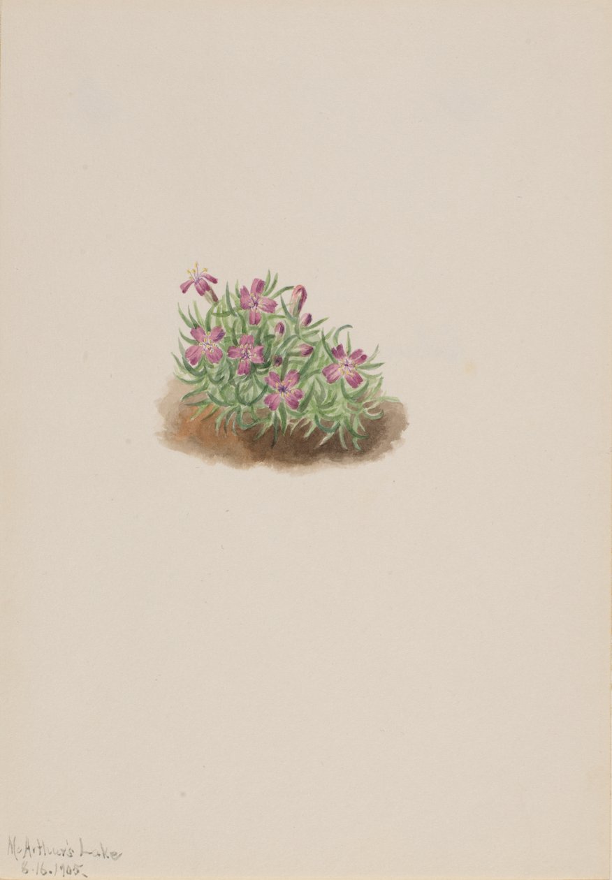 Silene Acaulis Rosa del Tappeto, 1905 da Mary Vaux Walcott