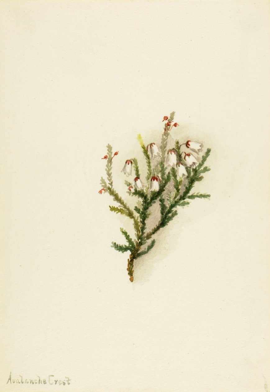 Cassiope Cassiope mertensiana, ca. 1900-1905 da Mary Vaux Walcott