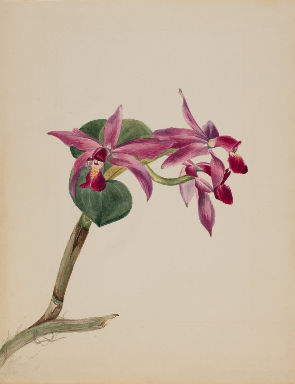 Cattlaya superbus, 1881 da Mary Vaux Walcott
