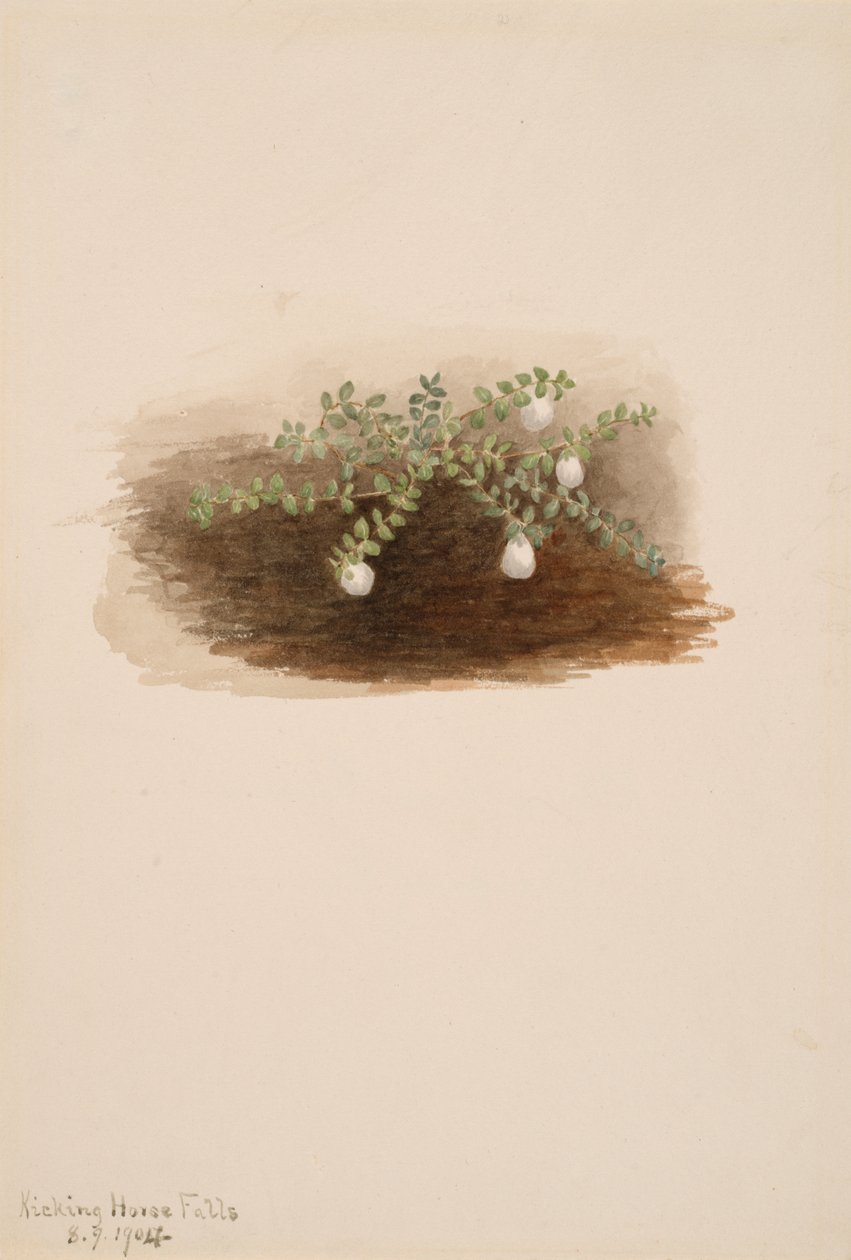 Chiogenes hispidula, 1904 da Mary Vaux Walcott