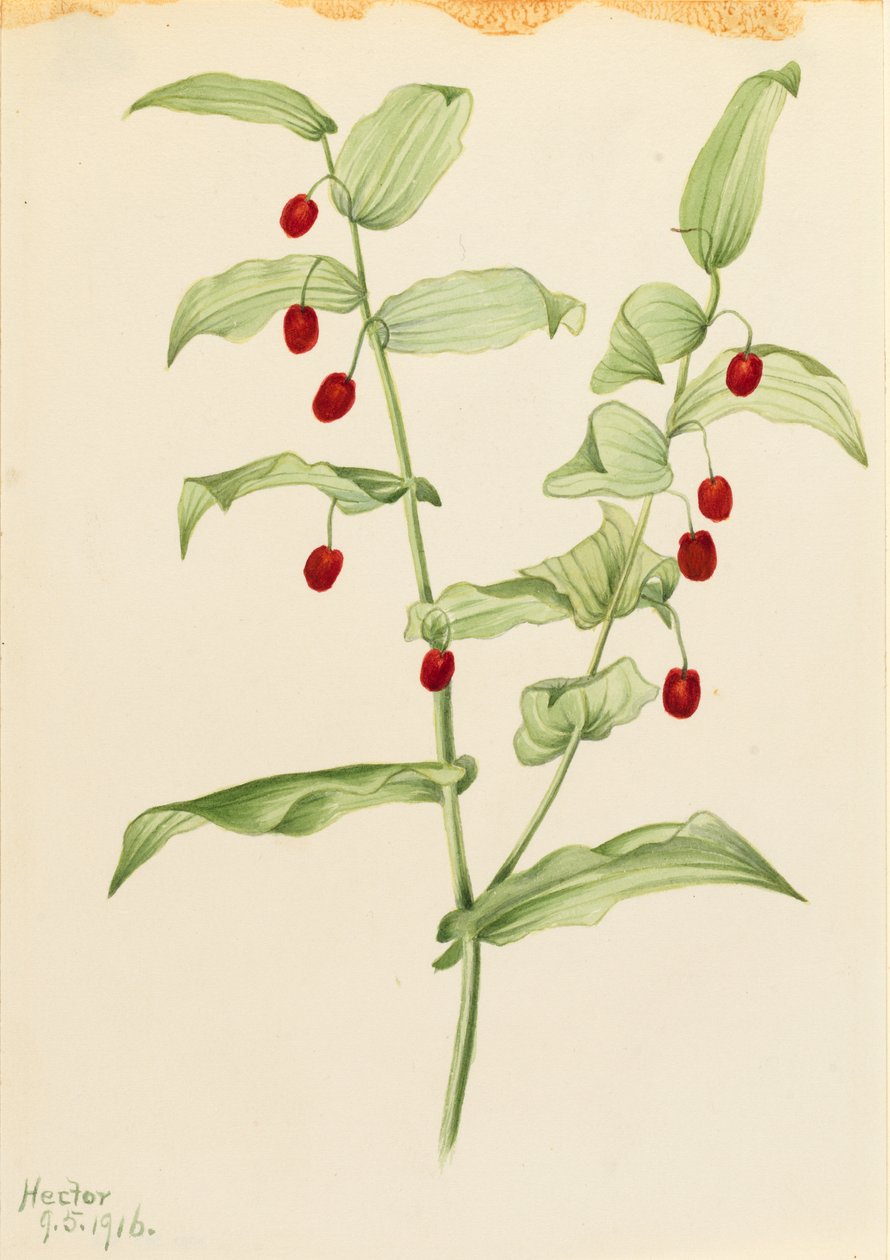 Gambo contorto (Streptopus amplexifolius) da Mary Vaux Walcott
