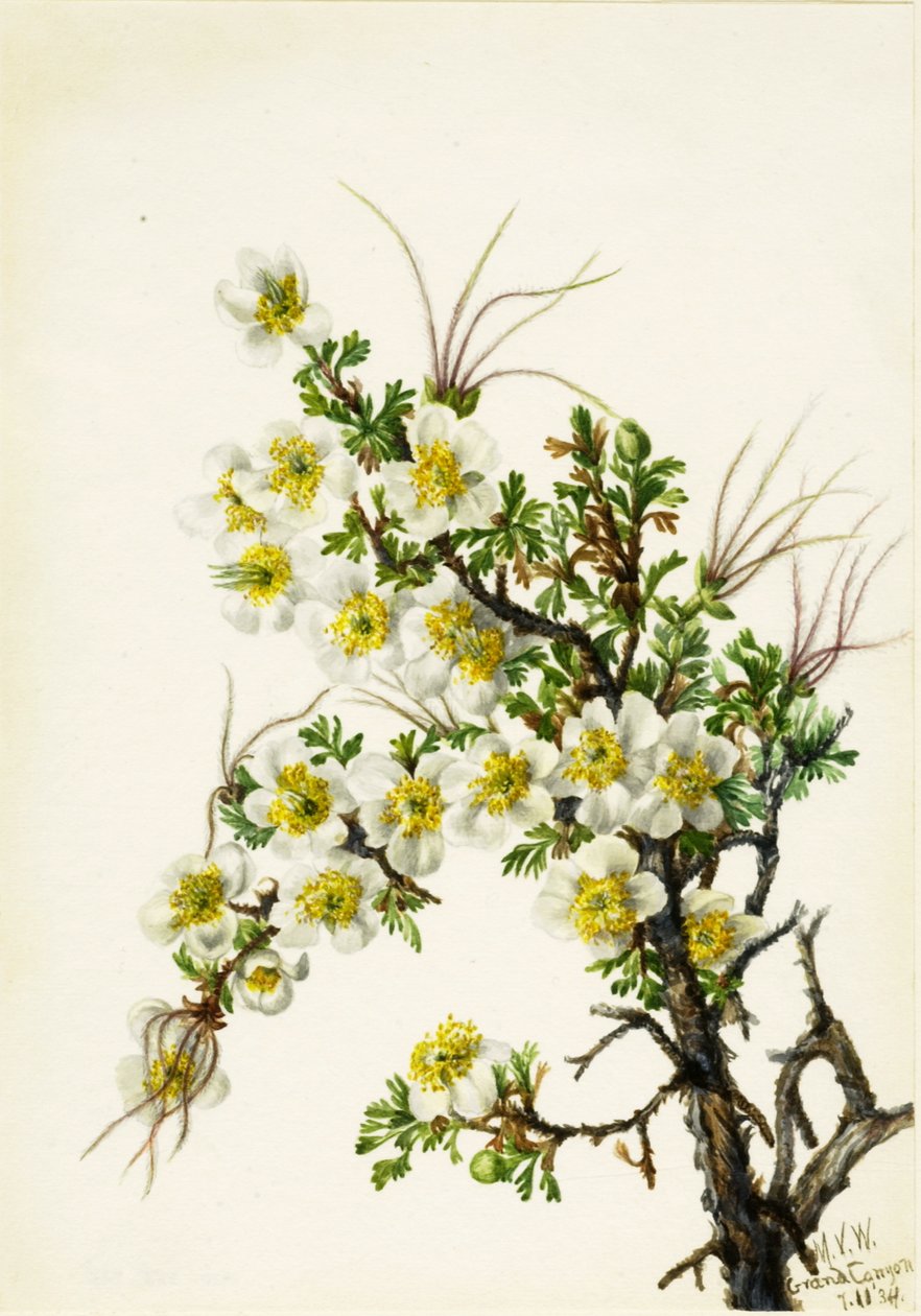 Cliffrose Cowania stanshuriana, 1934 da Mary Vaux Walcott