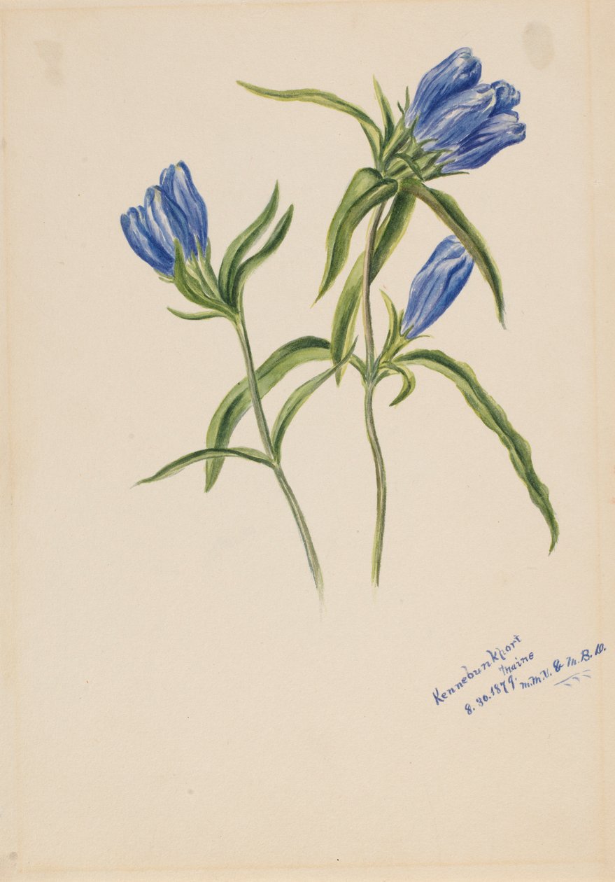 Genziana chiusa (Gentiana andrewskii) da Mary Vaux Walcott