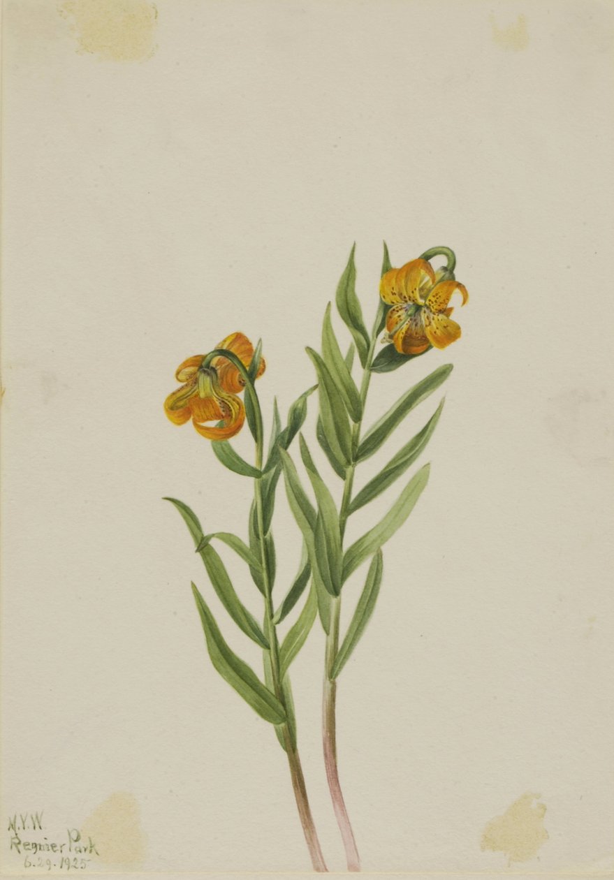 Giglio di Columbia (Lilium columbianum) da Mary Vaux Walcott