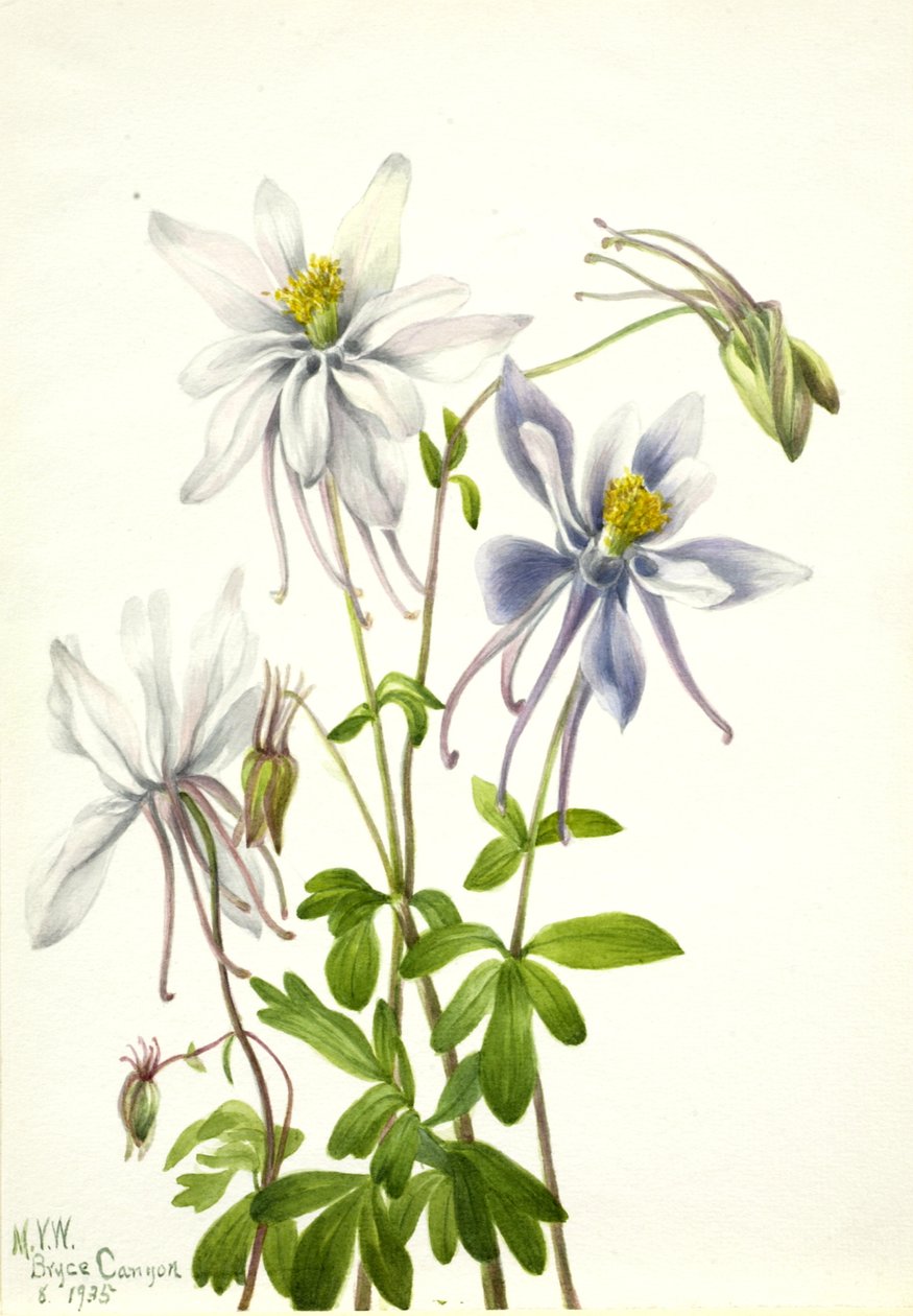 Colombina Aquilegia ecalcarata da Mary Vaux Walcott
