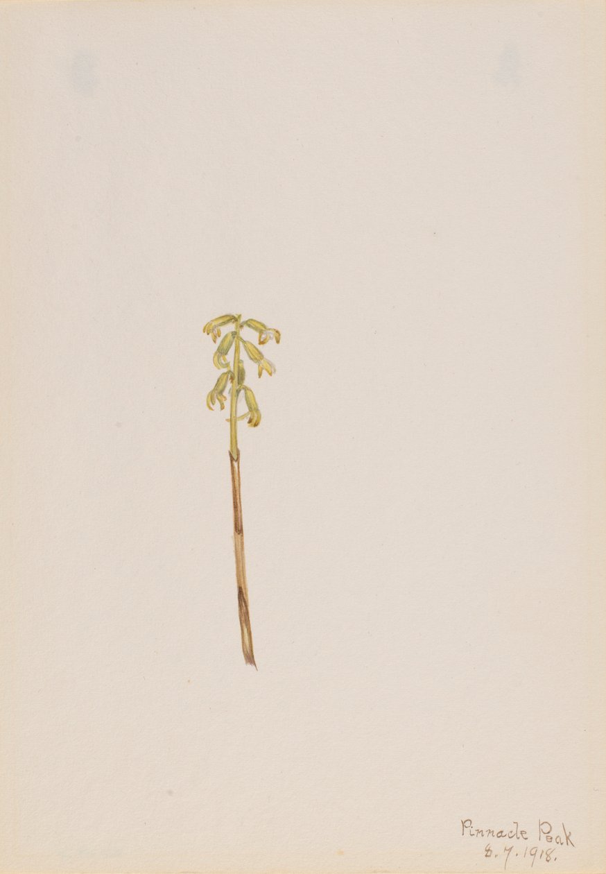 Corathorhiza corallorhiza da Mary Vaux Walcott
