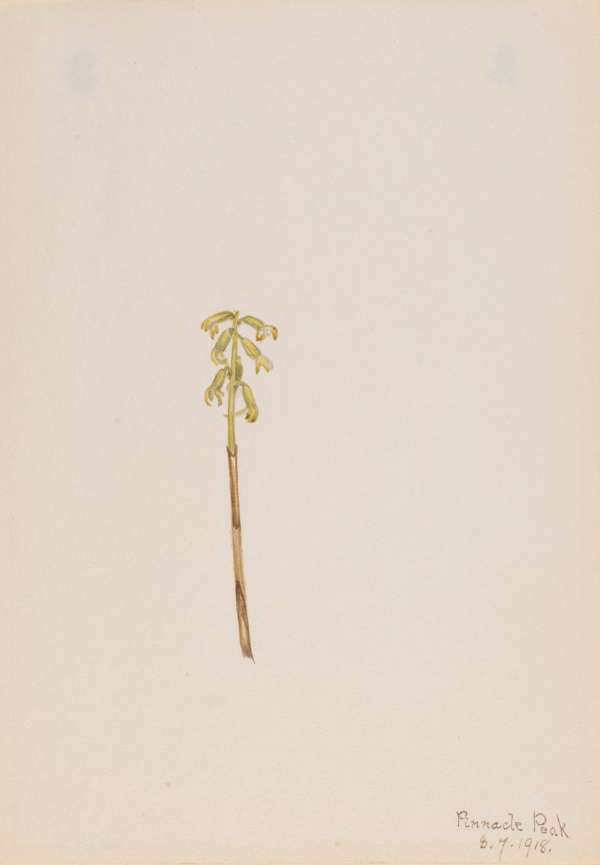Corathorhiza corallorhiza, 1918 da Mary Vaux Walcott