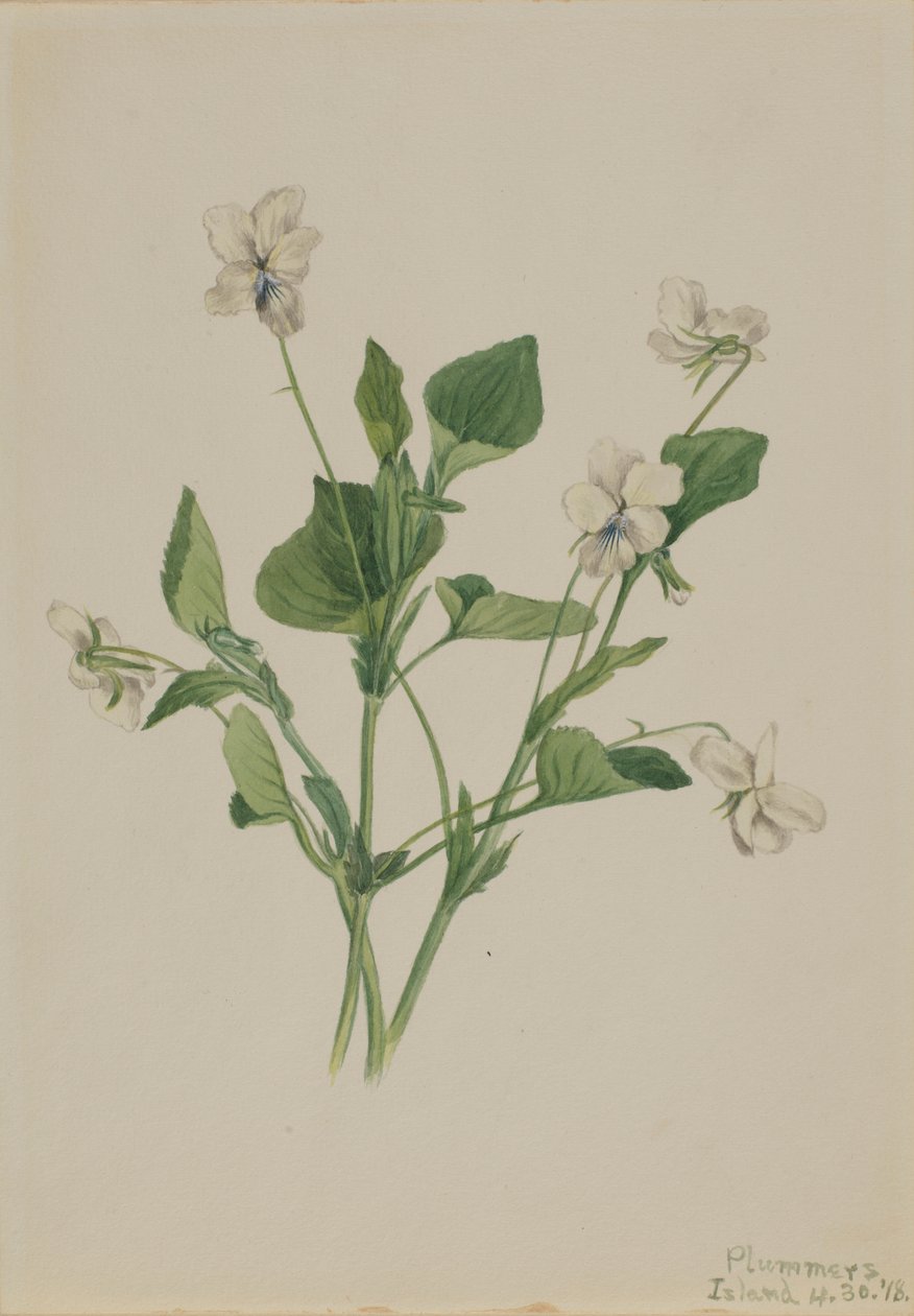 Cream Violet (Viola striata) da Mary Vaux Walcott