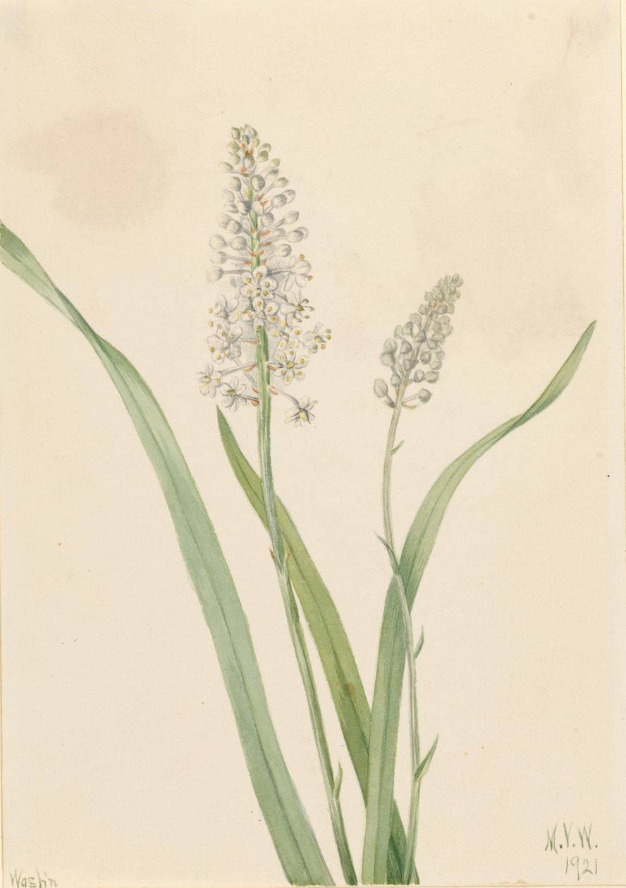 Veleno di corvo (Chrosperma muscaetoxicum) da Mary Vaux Walcott