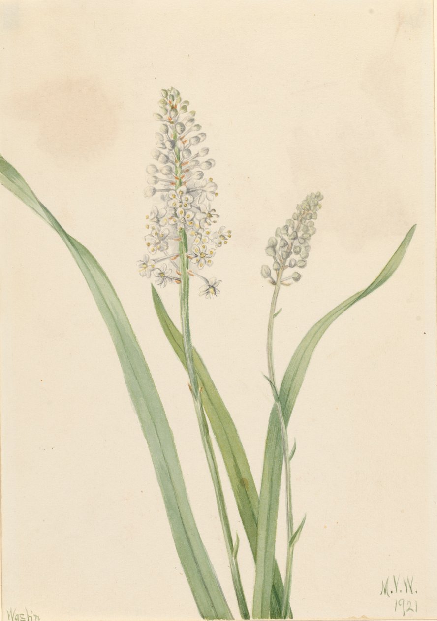 Chrosperma muscaetoxicum, 1921 da Mary Vaux Walcott