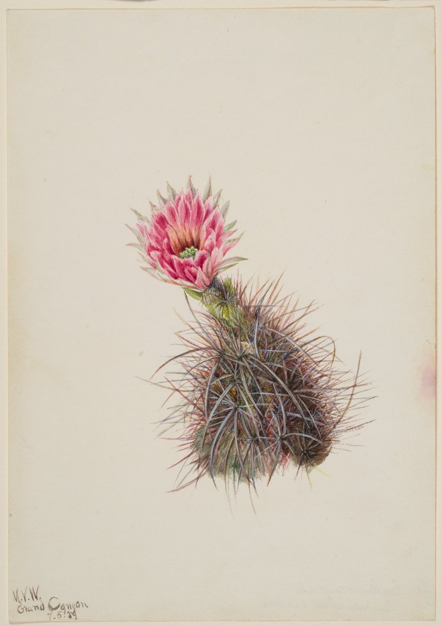 Cactus Cetriolo da Mary Vaux Walcott
