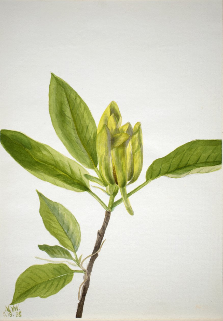 Cucumber Tree (Magnolia scuminata) da Mary Vaux Walcott