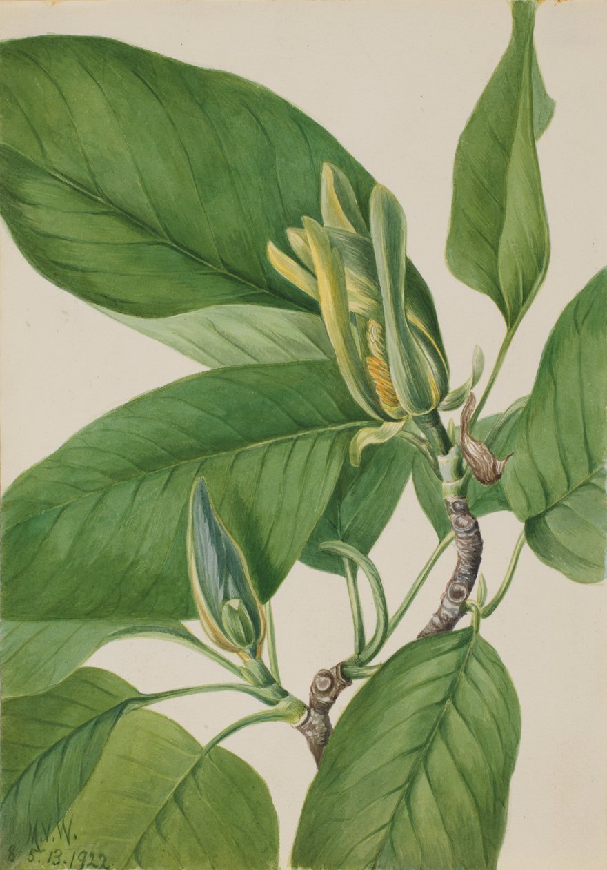 Albero del cetriolo (Magnolia acuminata) da Mary Vaux Walcott