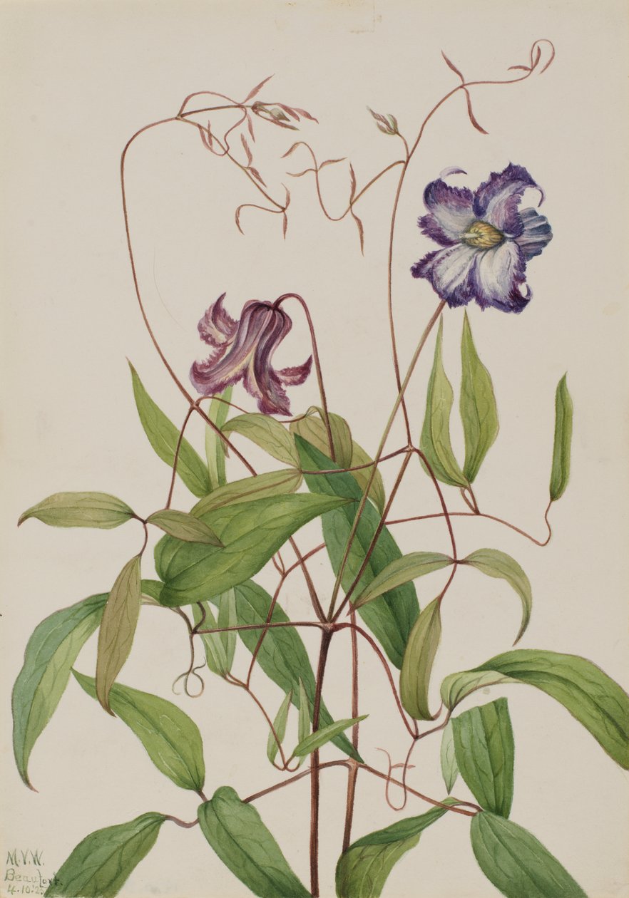 Clematide arricciata Clematis crispa da Mary Vaux Walcott
