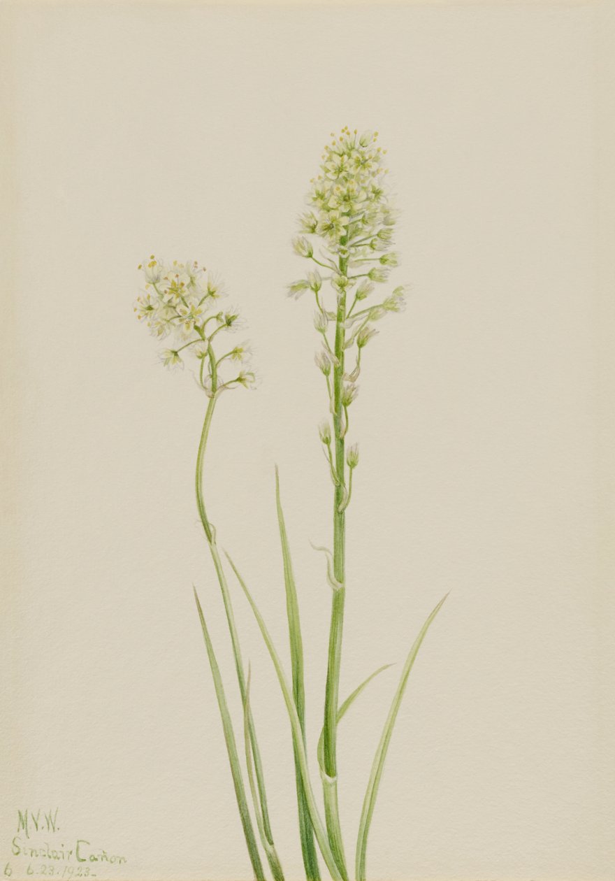 Cama della morte (Zygadenus venenosus) da Mary Vaux Walcott