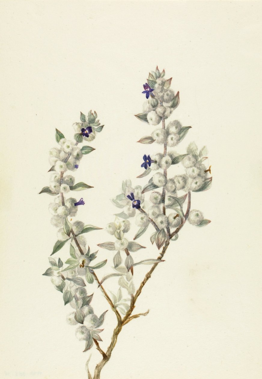 Salvia della Valle della Morte Salvia funerea, ca. primi anni 1930 da Mary Vaux Walcott