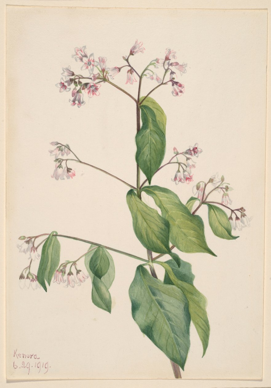 Canna da zucchero (Apocyum androsaemfolium) da Mary Vaux Walcott