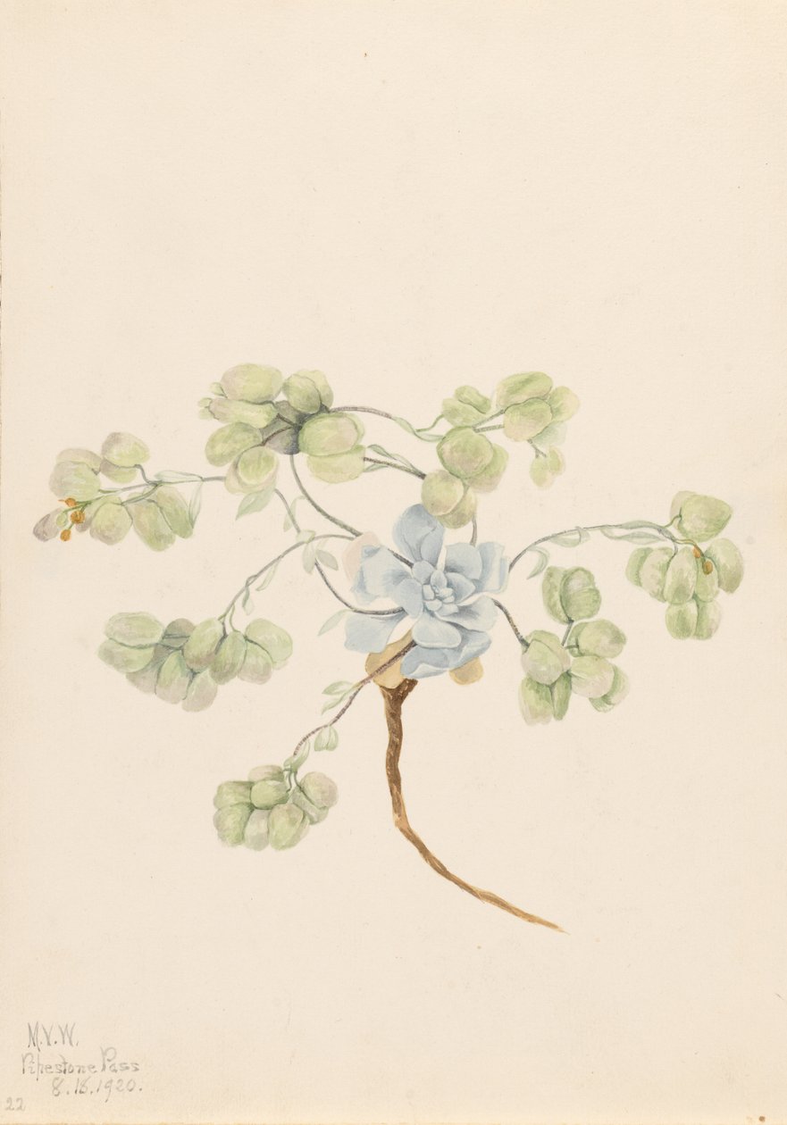 Doppio vescicatore (Physaria didymocarpa) da Mary Vaux Walcott