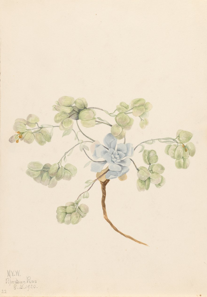 Physaria didymocarpa, 1920 da Mary Vaux Walcott