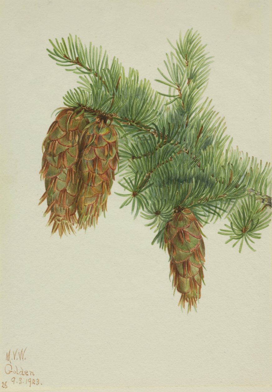 Abete di Douglas Pseudotsuga mucronata, 1923 da Mary Vaux Walcott
