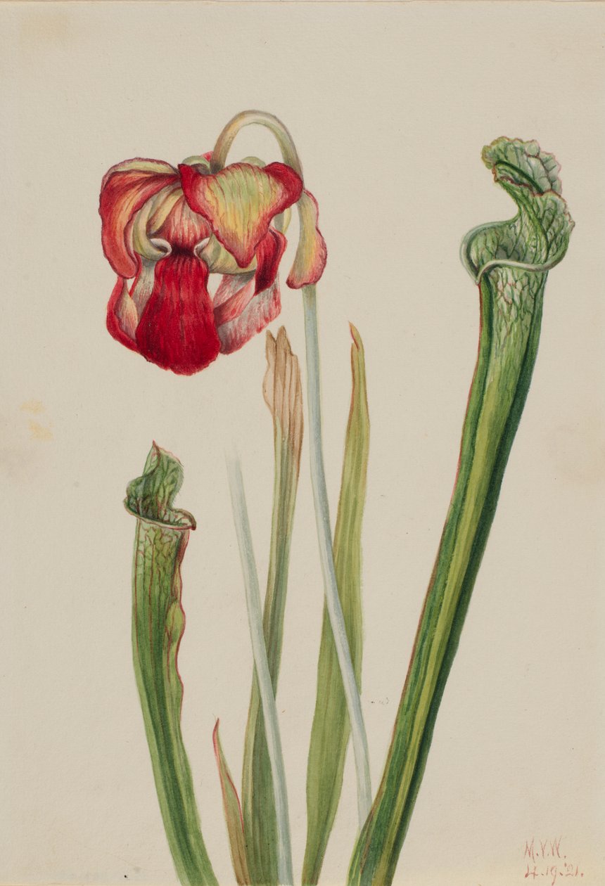 Pianta grassa di Drummond (Sarracenia drummondii) da Mary Vaux Walcott