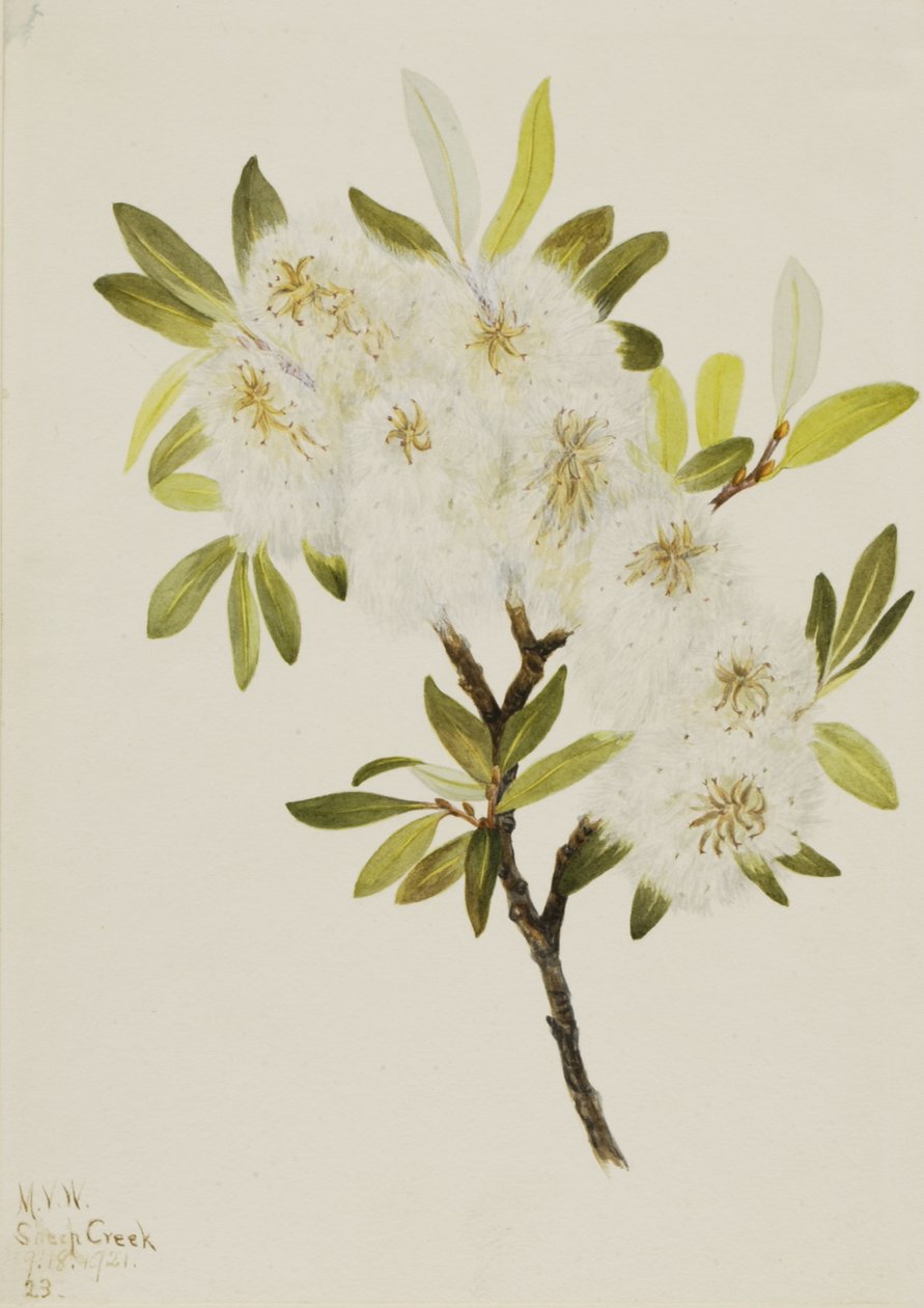 Salice Drummond Salix drummondiana da Mary Vaux Walcott