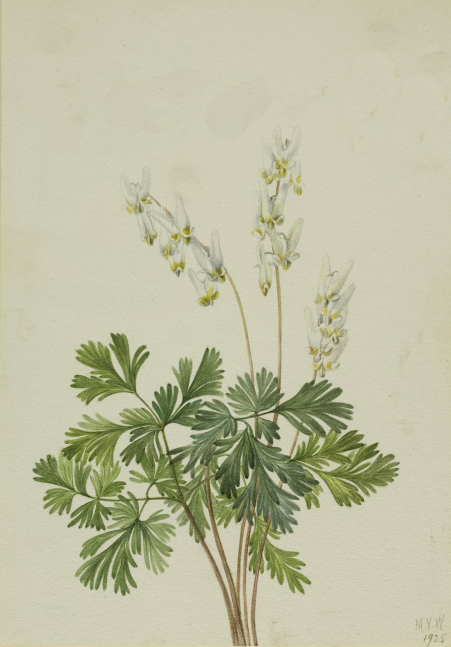 Calzoni dell