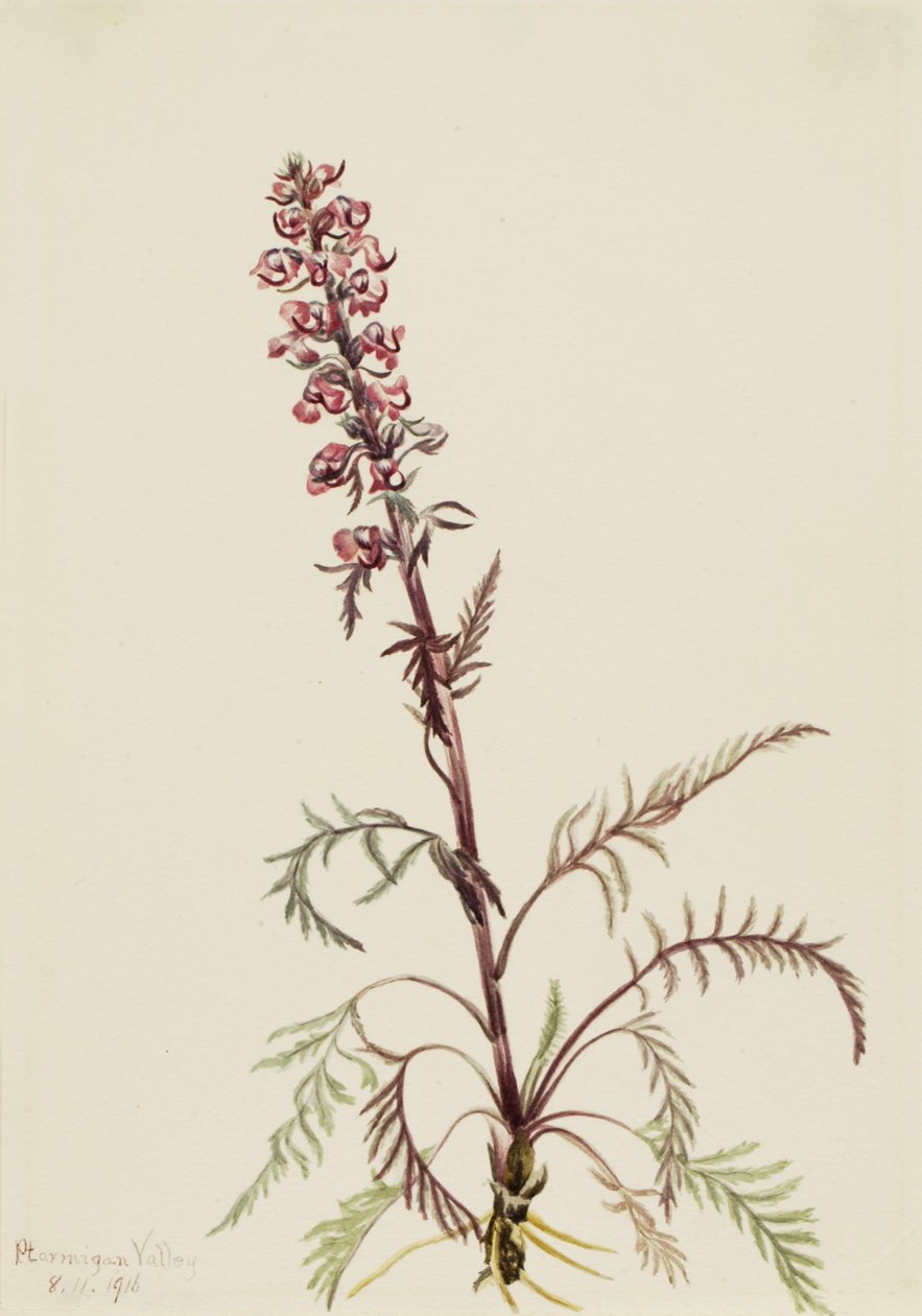 Pedicularis groenlandica da Mary Vaux Walcott