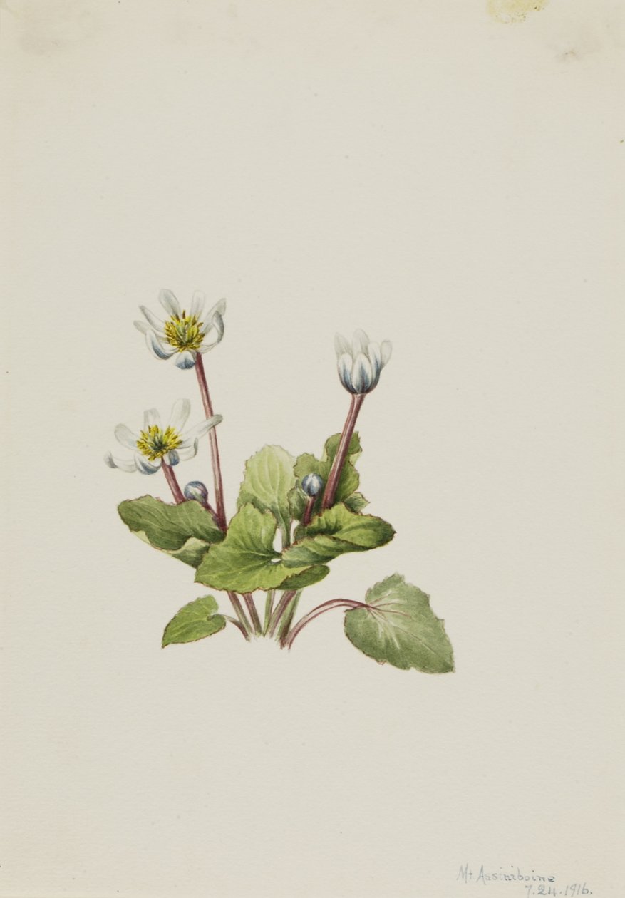 Elkslip (Caltha leptosepala) da Mary Vaux Walcott