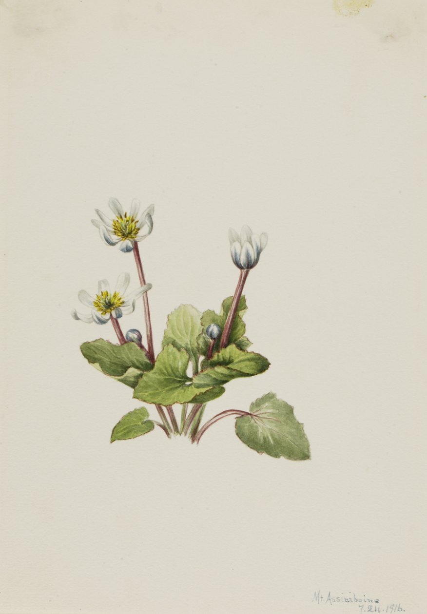 Elkslip Caltha leptosepala da Mary Vaux Walcott