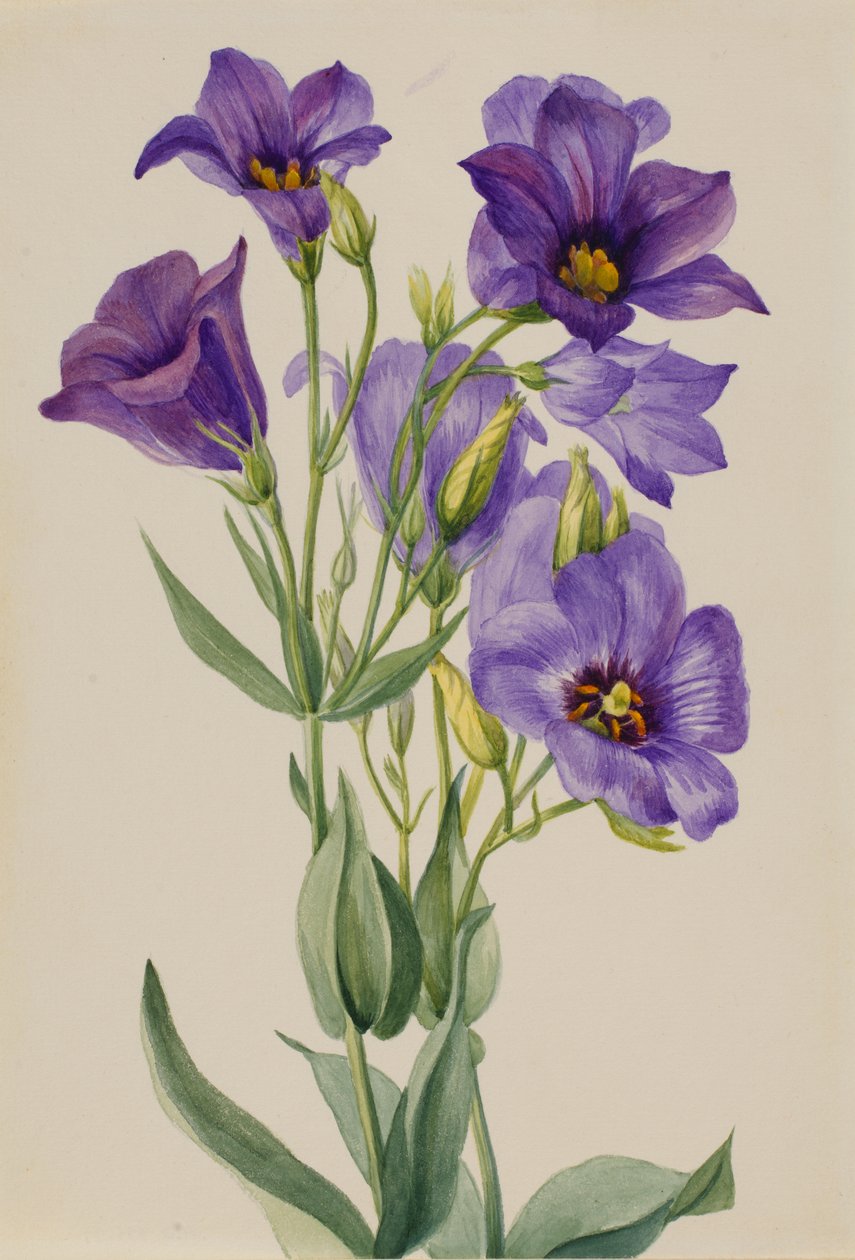 Eustoma russelianum, ca. primi anni 1930 da Mary Vaux Walcott
