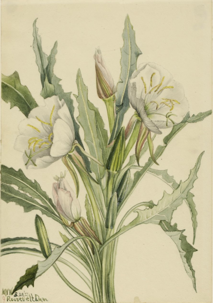 Primula della sera (Pachyoplus hirsutus) da Mary Vaux Walcott