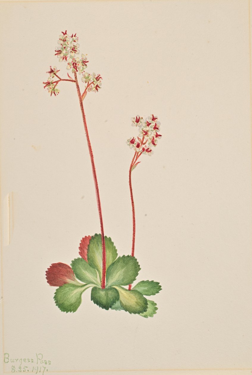 Sassifraga sempreverde Leptarrhena pyrolifolia, 1917 da Mary Vaux Walcott