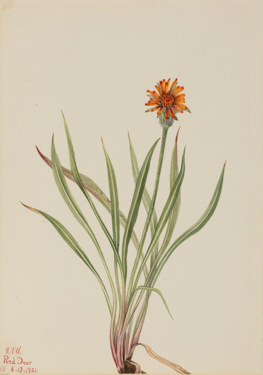 Falso dente di leone (Agoseris aurantiaca) da Mary Vaux Walcott