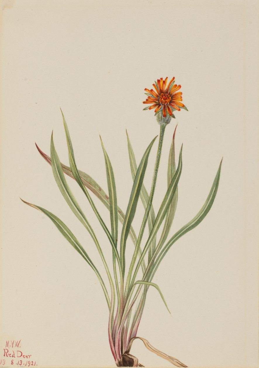Falso dente di leone Agoseris aurantiaca, 1921 da Mary Vaux Walcott