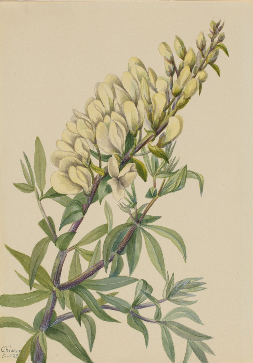 Indaco falso Baptista bructeata, 1932 da Mary Vaux Walcott
