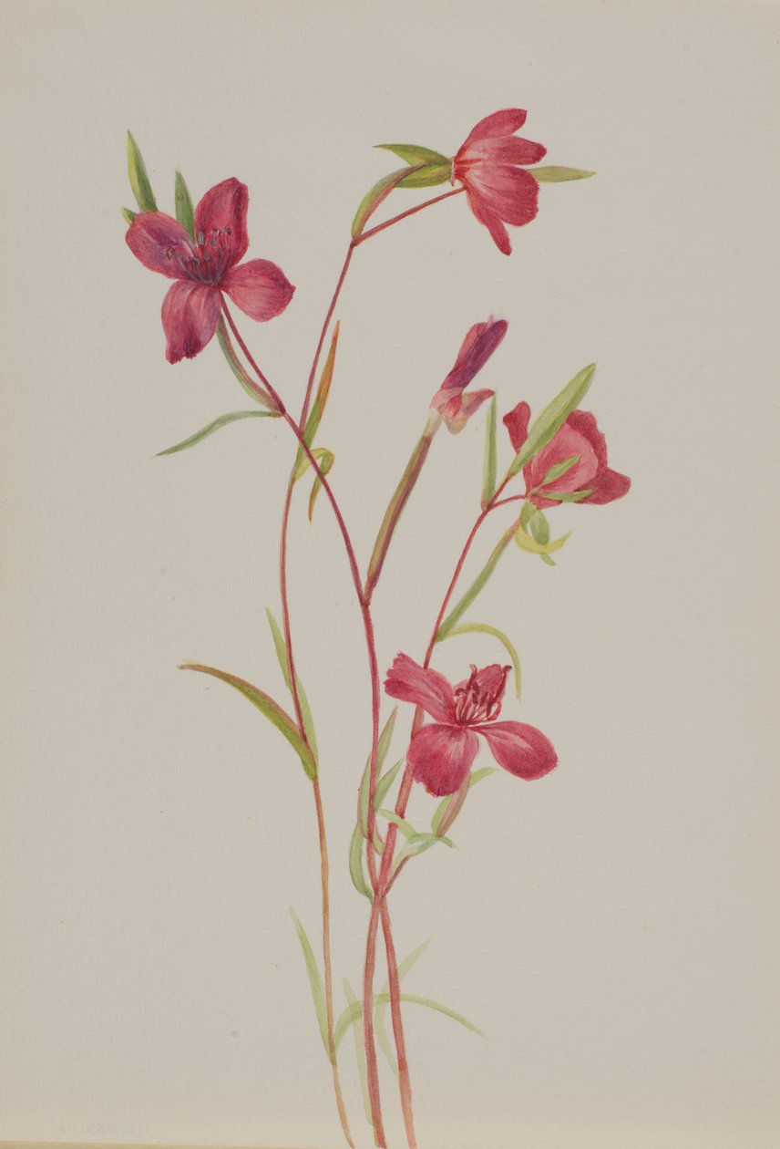Addio alla primavera Godetia amoena lilja da Mary Vaux Walcott