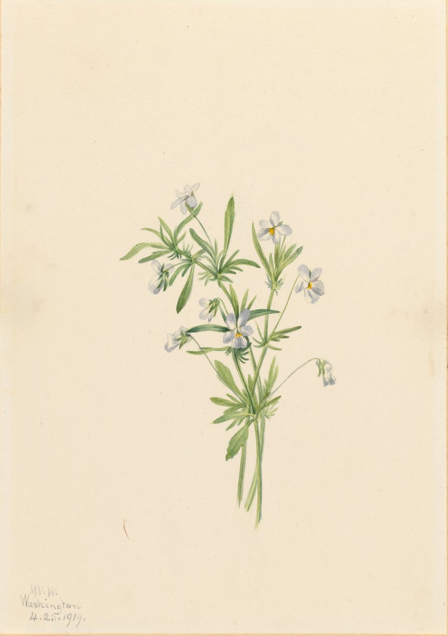 Viola di campo (Viola rafinesquii) da Mary Vaux Walcott