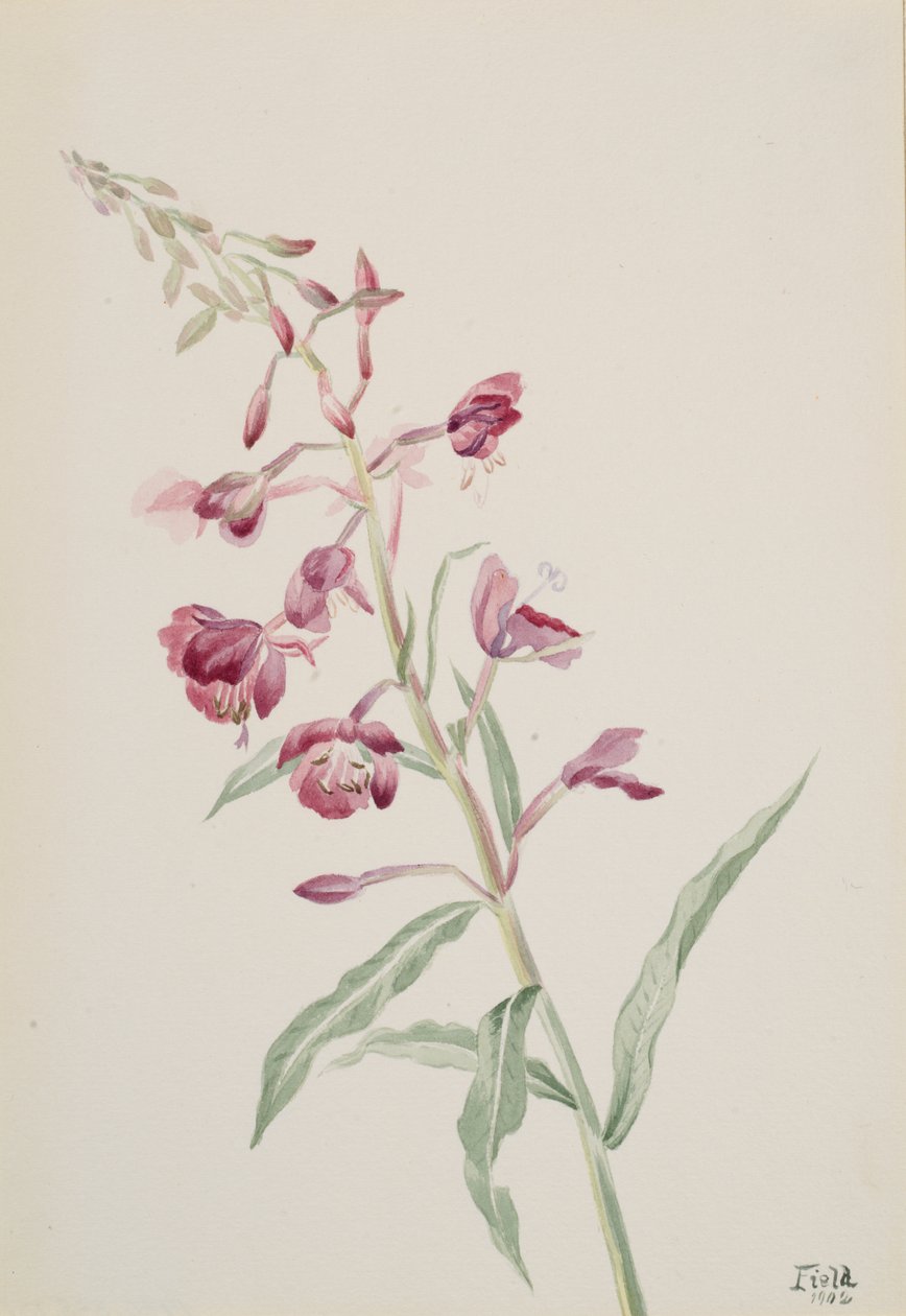 Epilobio angustifolium, 1902 da Mary Vaux Walcott