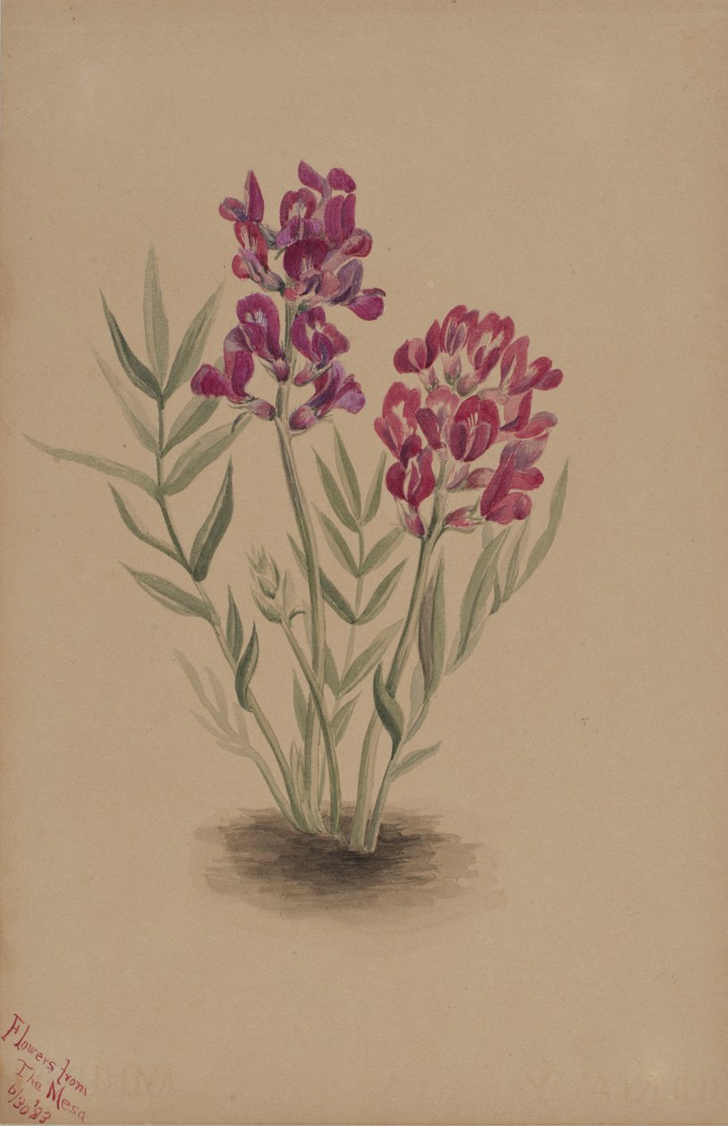 Fiori della Mesa da Mary Vaux Walcott