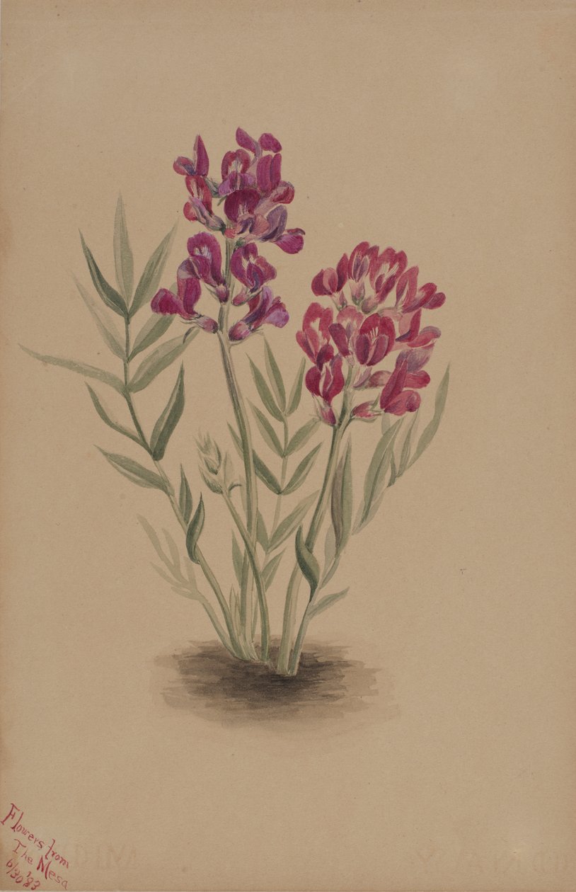 Fiori dalla Mesa, 1883 da Mary Vaux Walcott