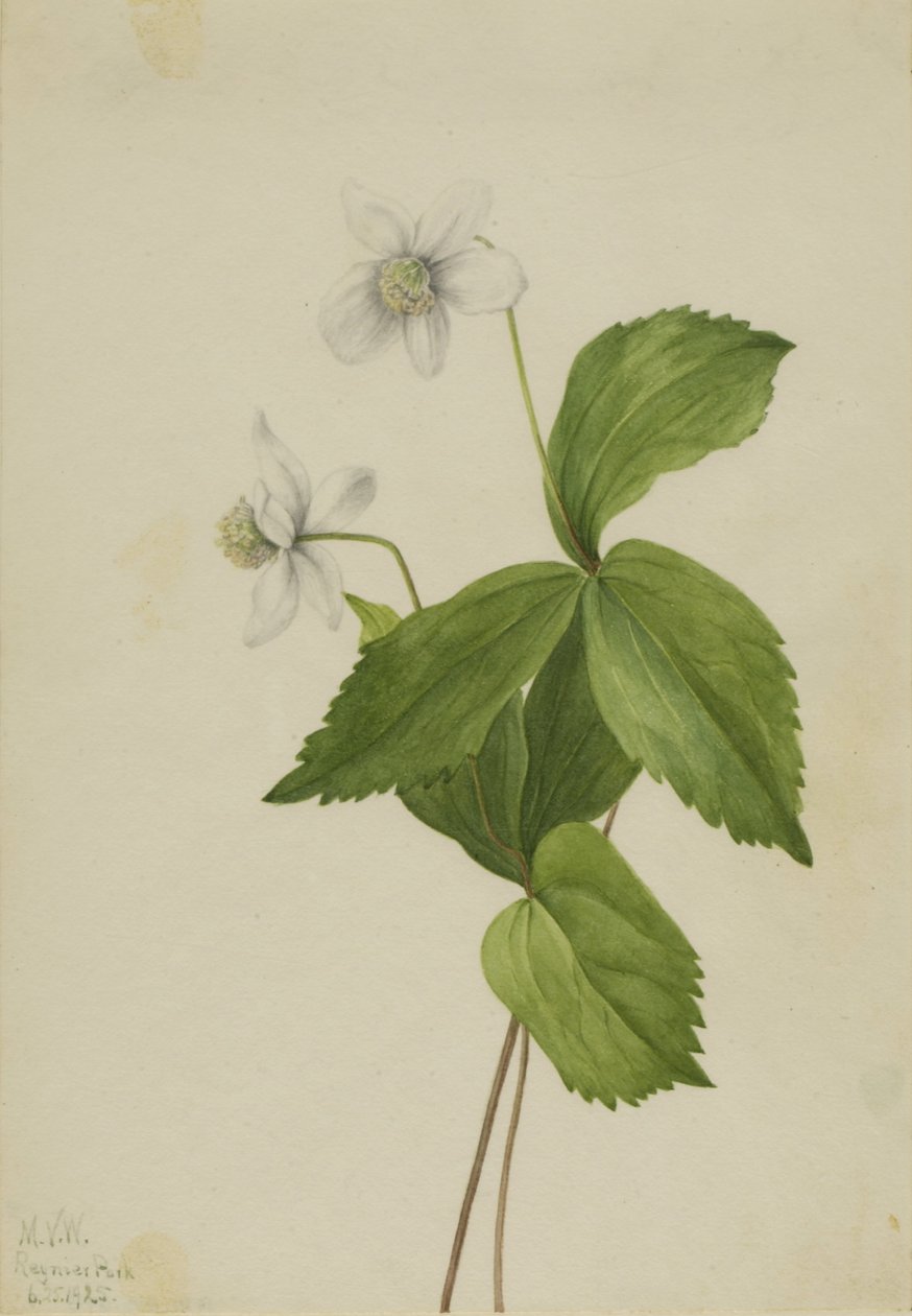Anemone di bosco (Anemone deltoidea) da Mary Vaux Walcott