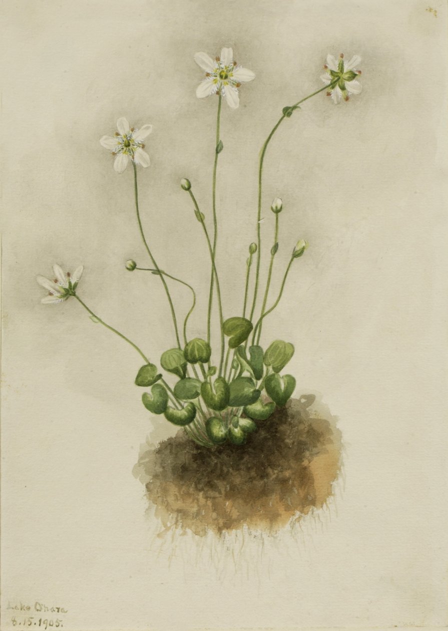 Parnassia frangiata (Parnassia fimbriata) da Mary Vaux Walcott